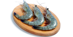 Gambero blu della Nuova Caledonia 21-25